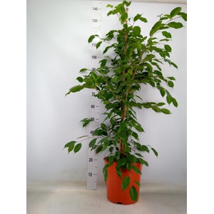 Ficus benja. 'Exotica'