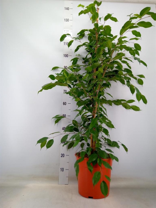 <h4>Ficus benja. 'Exotica'</h4>