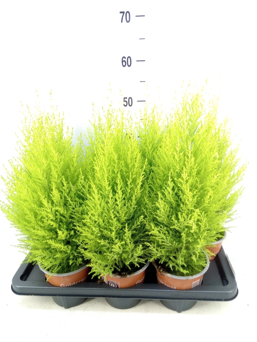<h4>Cupressus macro. 'Goldcrest Wilma'</h4>