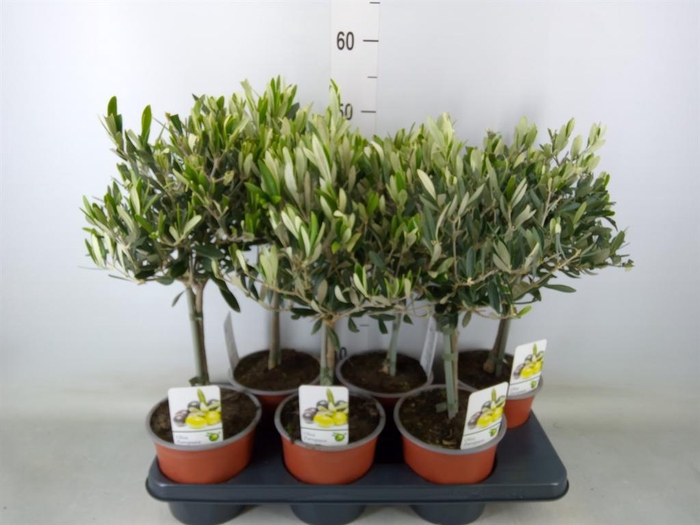 <h4>Olea europaea</h4>