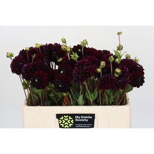 Dahlia Gipsy Night