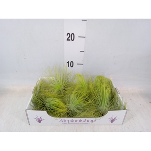 Tillandsia