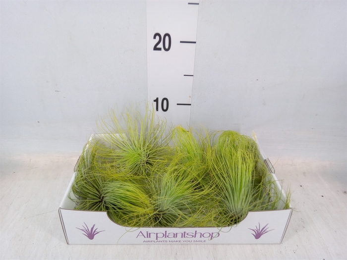 <h4>Tillandsia</h4>
