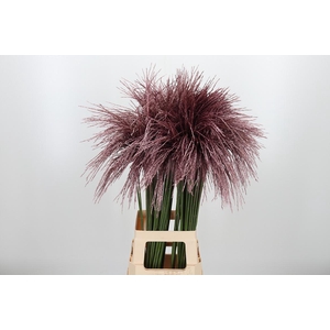 Miscanthus Kl Bh Rose Goud