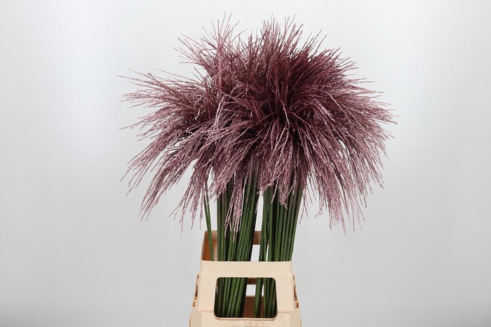 <h4>Miscanthus Kl Bh Rose Goud</h4>