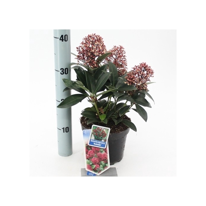 <h4>Skimmia jap. 'Rubella'</h4>