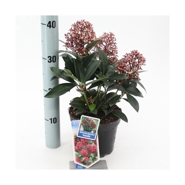 Skimmia jap. 'Rubella'