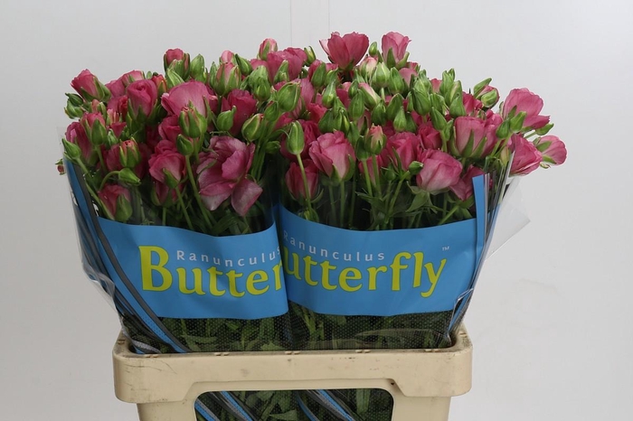 <h4>Ranunculus Butterfly Lycia</h4>
