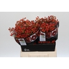 Rozenbottel Autumn Rosefruits