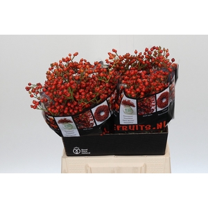Rozenbottel Autumn Rosefruits