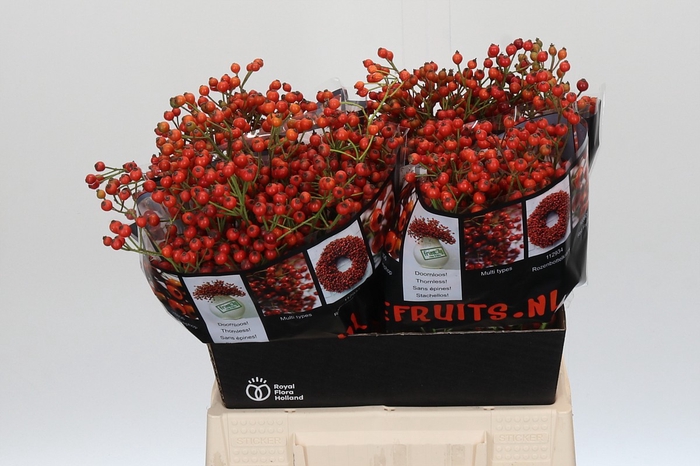 <h4>Rozenbottel Autumn Rosefruits</h4>