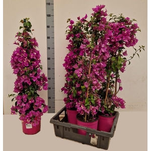 BOUGAINV ALEXANDRA
