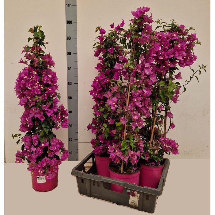 <h4>BOUGAINV ALEXANDRA</h4>