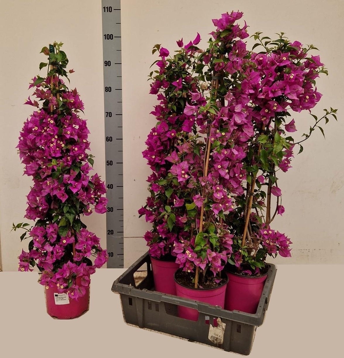 <h4>BOUGAINV ALEXANDRA</h4>