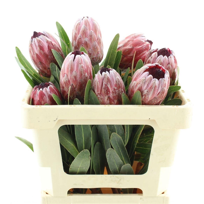 <h4>PROTEA PINK ICE</h4>