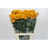 Tagetes Marigold Promise Orange