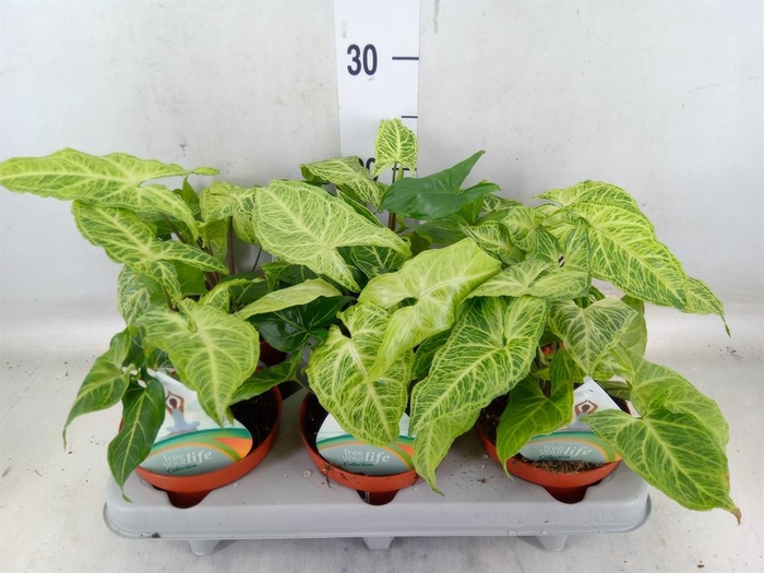 <h4>Syngonium   ...</h4>