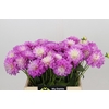 Dahlia Purple Onesta