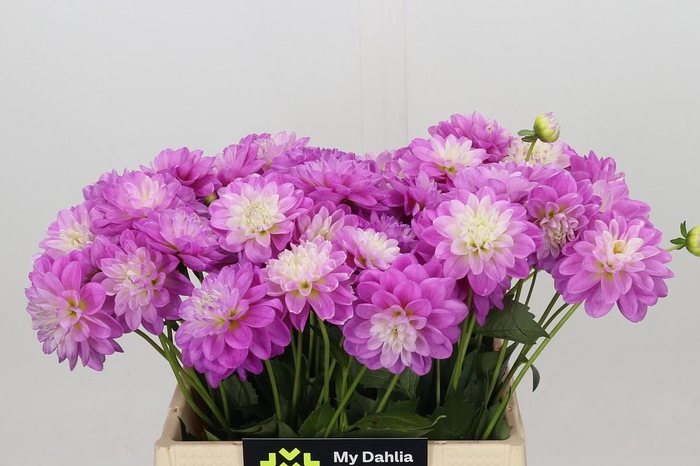 Dahlia Purple Onesta