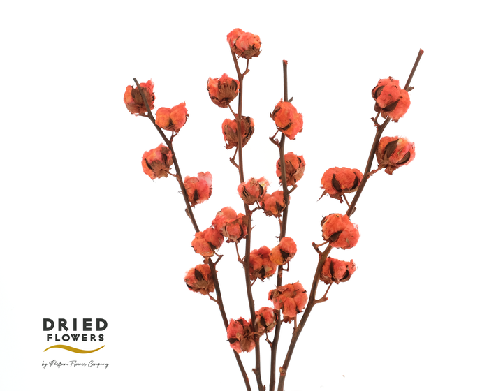 <h4>Dried Cotton Gossypium Red</h4>