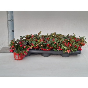 GAULTHERIA P V BERRY