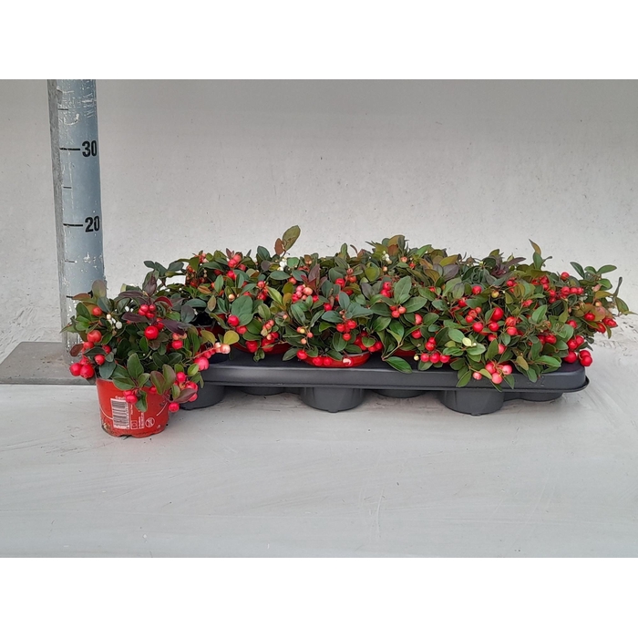 <h4>GAULTHERIA P V BERRY</h4>