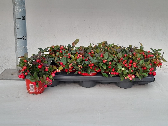 GAULTHERIA P V BERRY