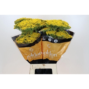 Achillea Golden Prairi