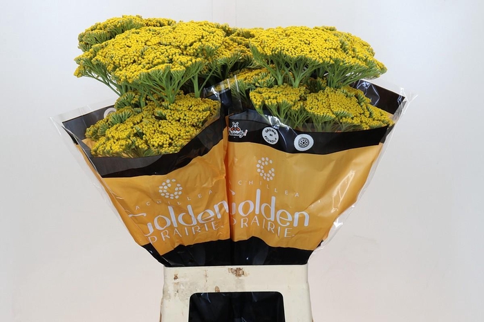 <h4>Achillea Golden Painted Prairi</h4>