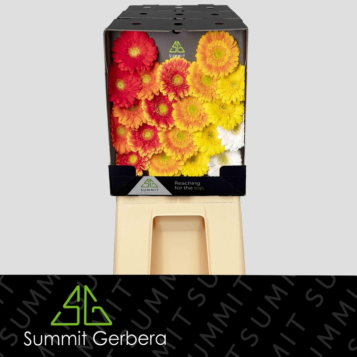 <h4>Germini Mix Dream Sunset Diamond</h4>