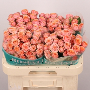 R TR MEMORY ROSEVER