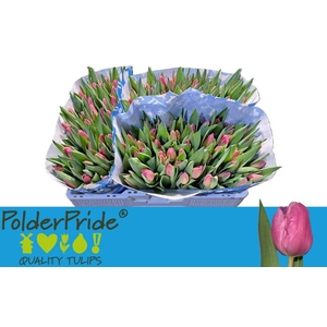 Tulipa si jumbo pink