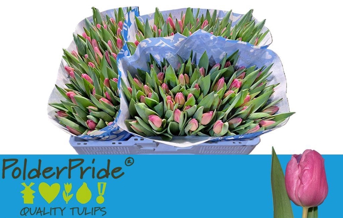 <h4>Tulipa si jumbo pink</h4>