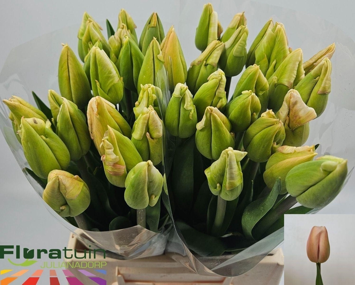 <h4>TU ENK DARWIN 56 GR.</h4>