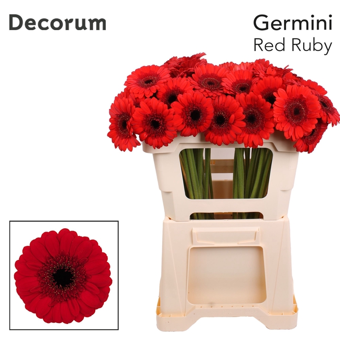 <h4>Germini Red Ruby Water</h4>