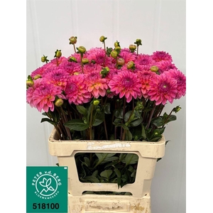 Dahlia Dec Esli
