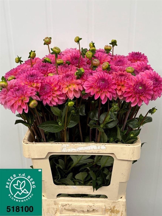 <h4>Dahlia Dec Esli</h4>