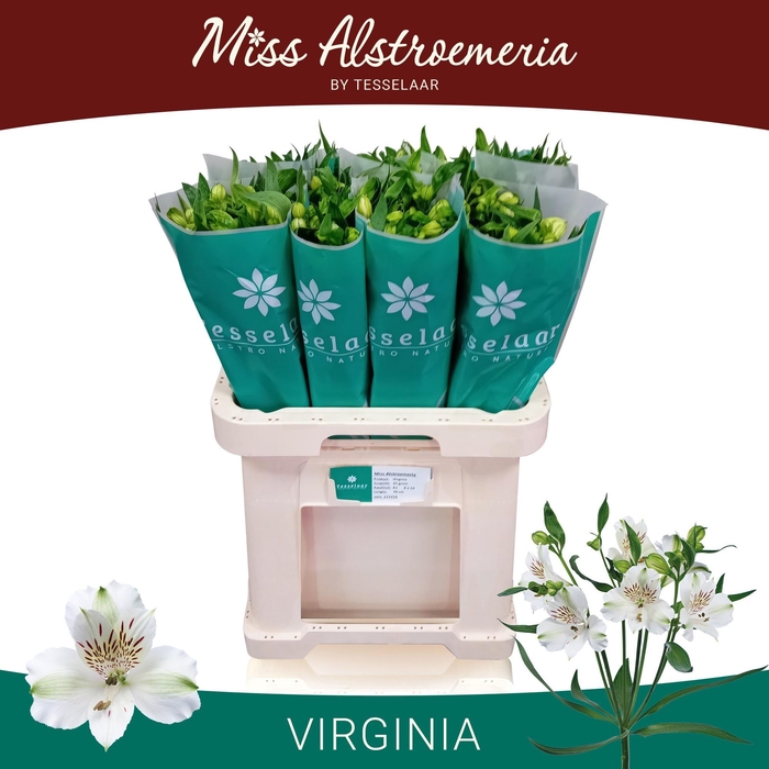 <h4>ALSTR VIRGINIA</h4>