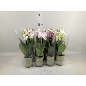 Phalaenopsis   ...mix