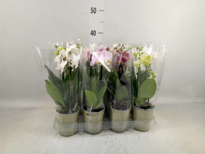 <h4>Phalaenopsis   ...mix</h4>