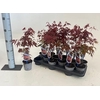 Acer Pa Atropurpureu