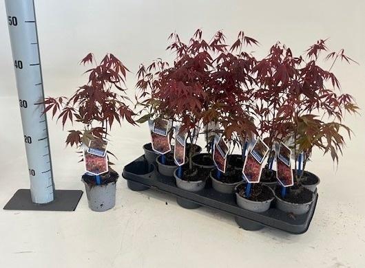 Acer Pa Atropurpureu