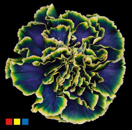 <h4>Dianthus St Sweden</h4>