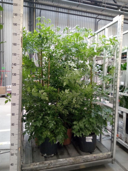 <h4>Radermachera sinica</h4>