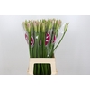 Nerine Sofie