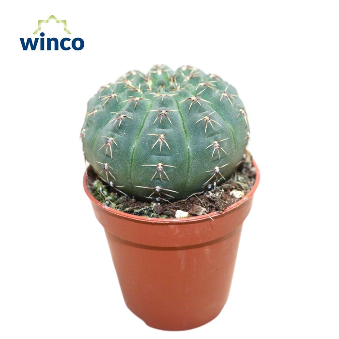 <h4>CACTUS OV</h4>