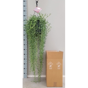 Senecio   ...