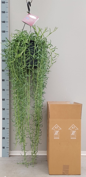 <h4>Senecio   ...</h4>