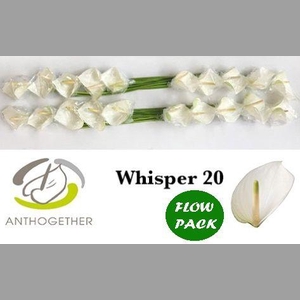ANTH A WHISPER