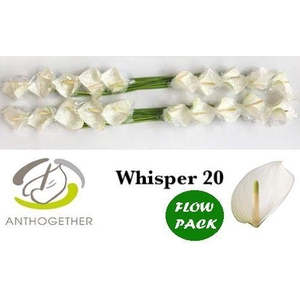 Anthurium Whisper